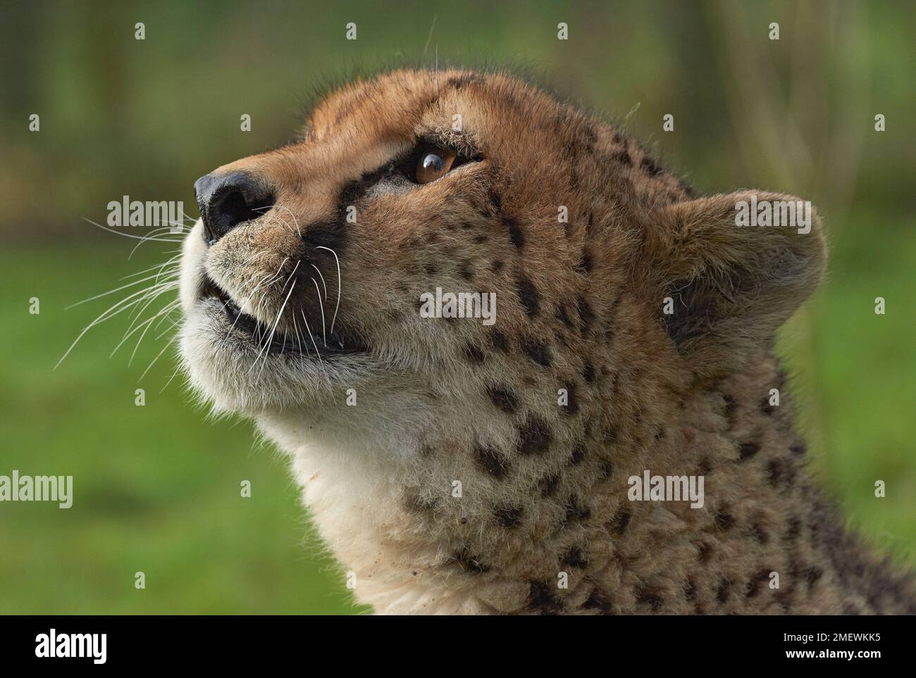 Female Cheetah (Acinonyx jubatus) called Mia, captive Stock Photo