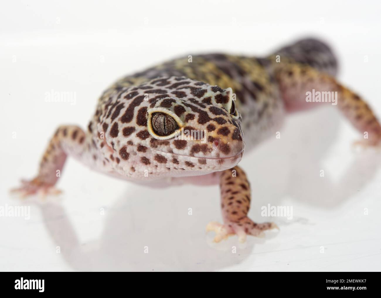 Eastern leopard gecko (Eublepharis macularius) in studio, captive Stock Photo