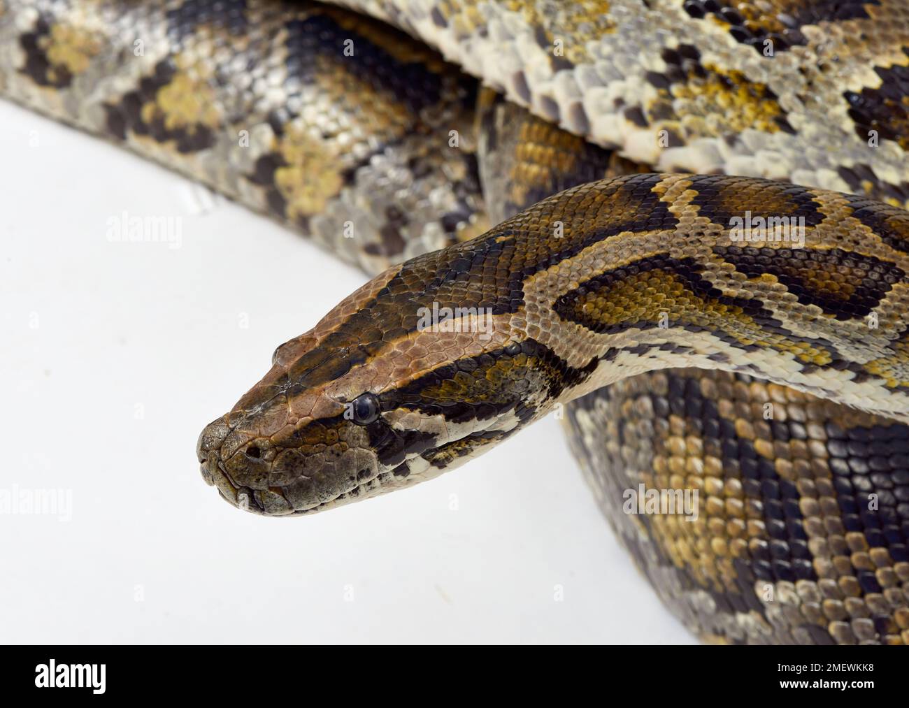 Burmese python (Python bivittatus), captive Stock Photo