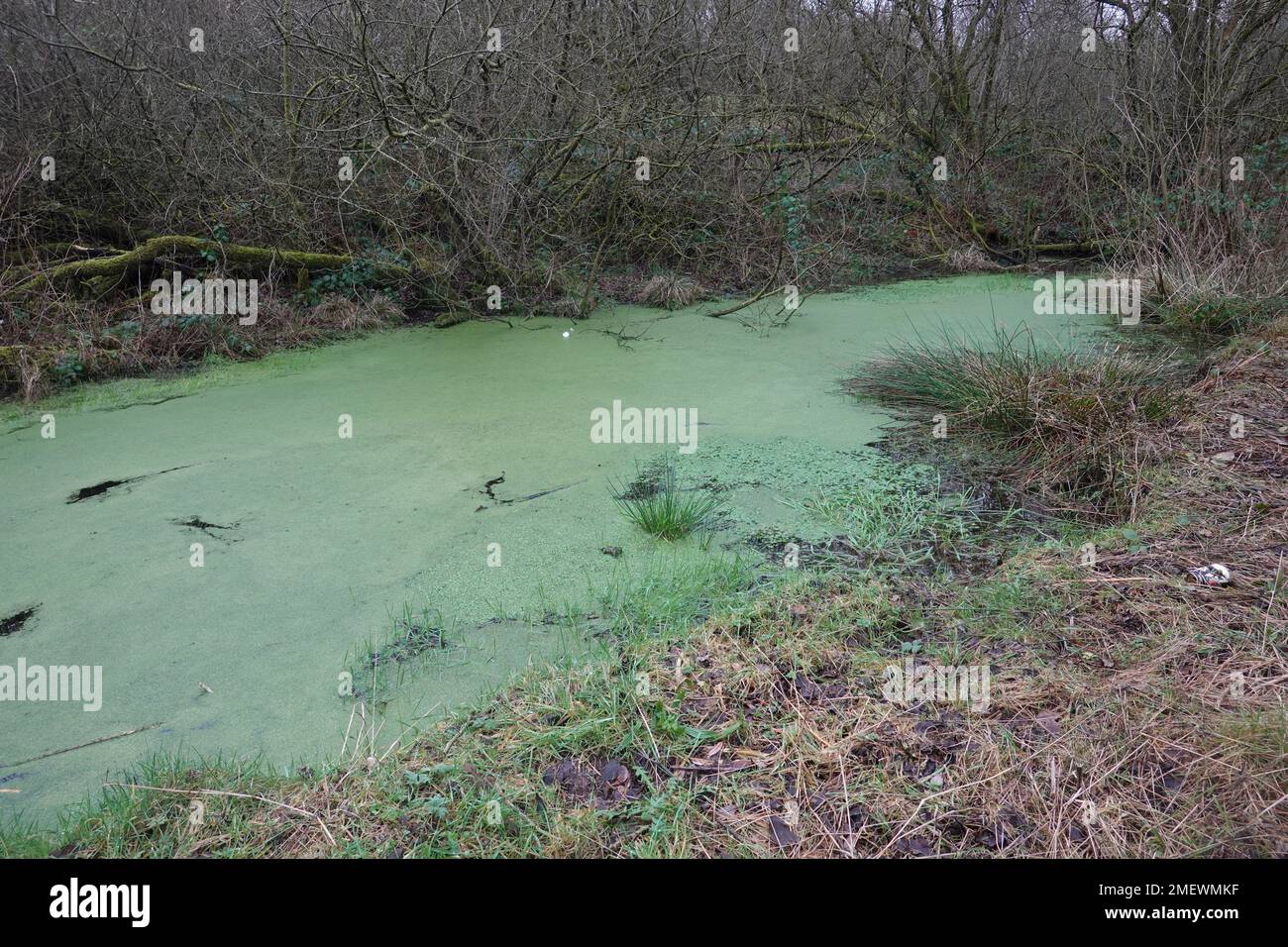 Rancid water in a Birch Vale pond Stock Photo