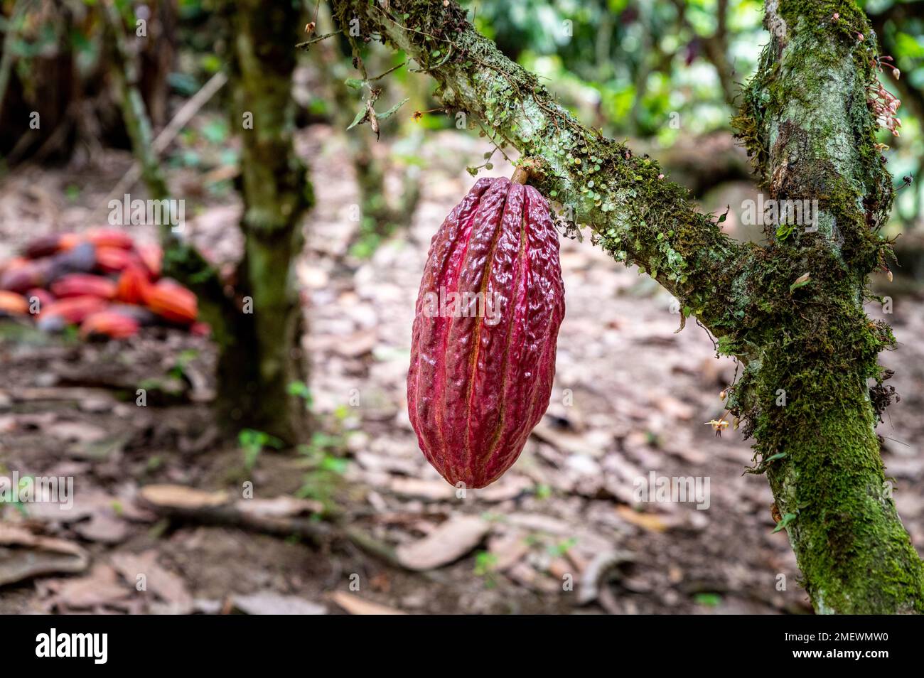Close up view of colorful raw cacao bean hanging from the tree in a cacao plantation in Ecuador. Stock Photo