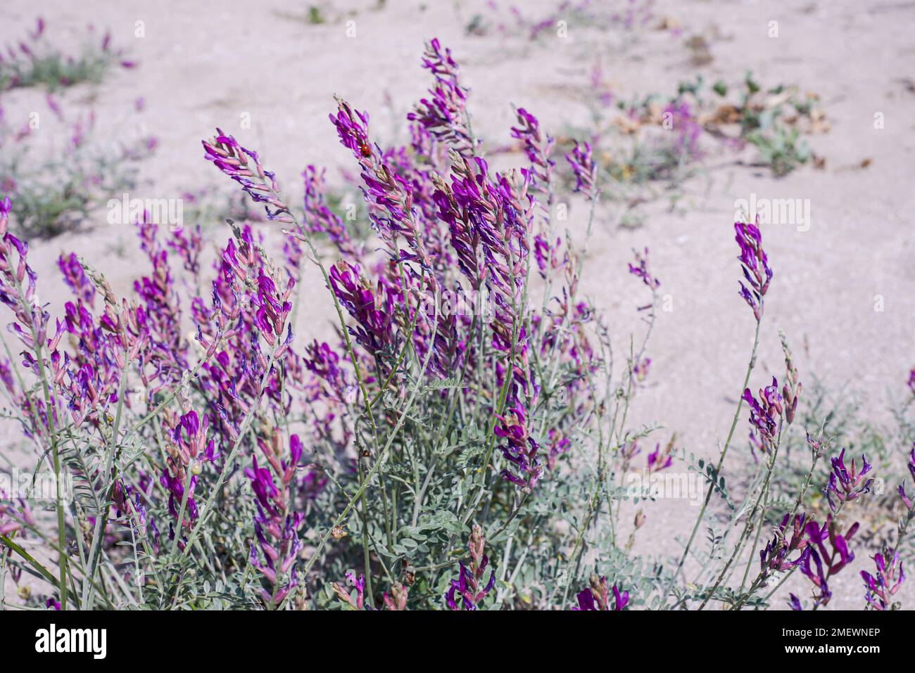 Lilac flowers on the sand dunes. Flower corner for post announcement.Blossom backgrounds. Stock Photo