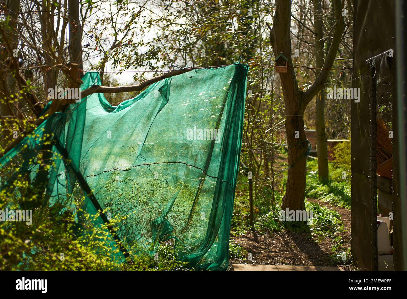 Beekeeping Stock Photo