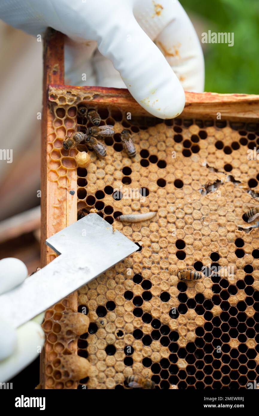 removing wax moth larva Stock Photo Alamy