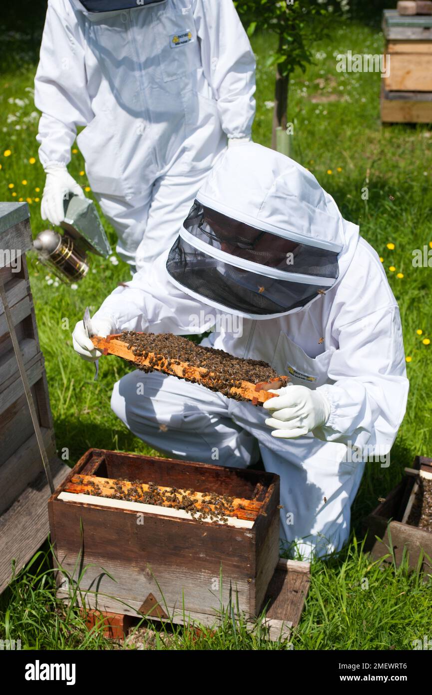 checking nucleus colony after separation Stock Photo Alamy