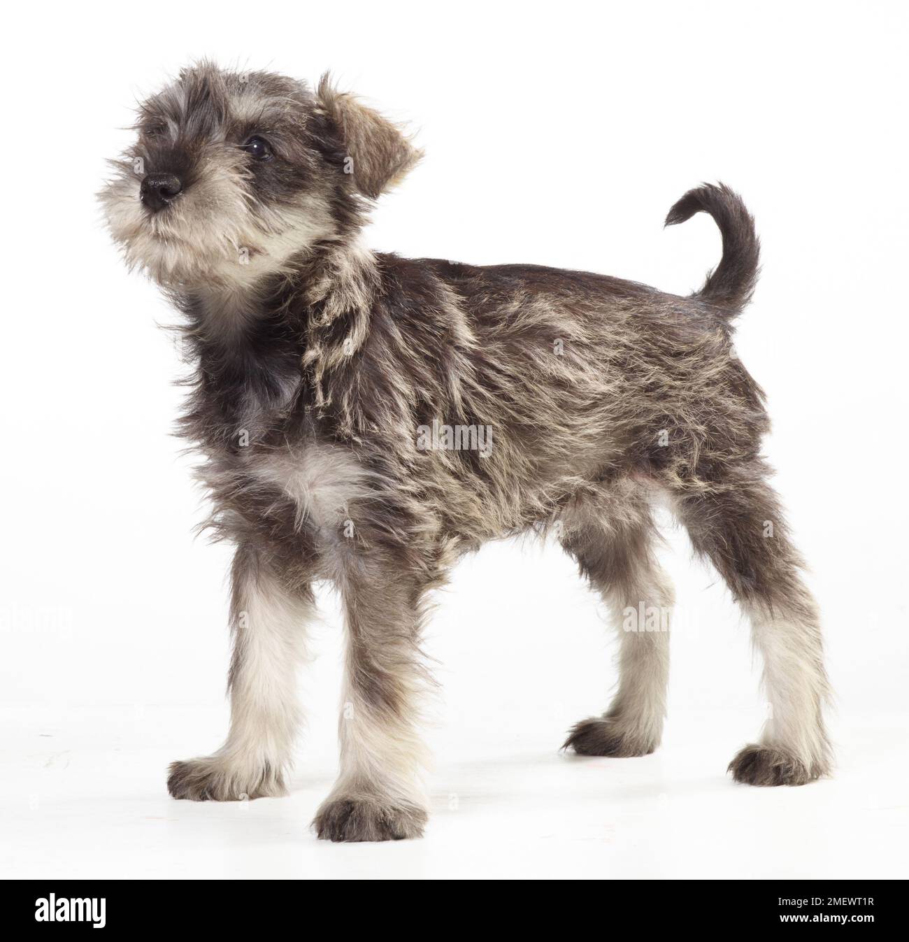 Miniature Schnauzer, salt and pepper coat, 8 week oldMiniature