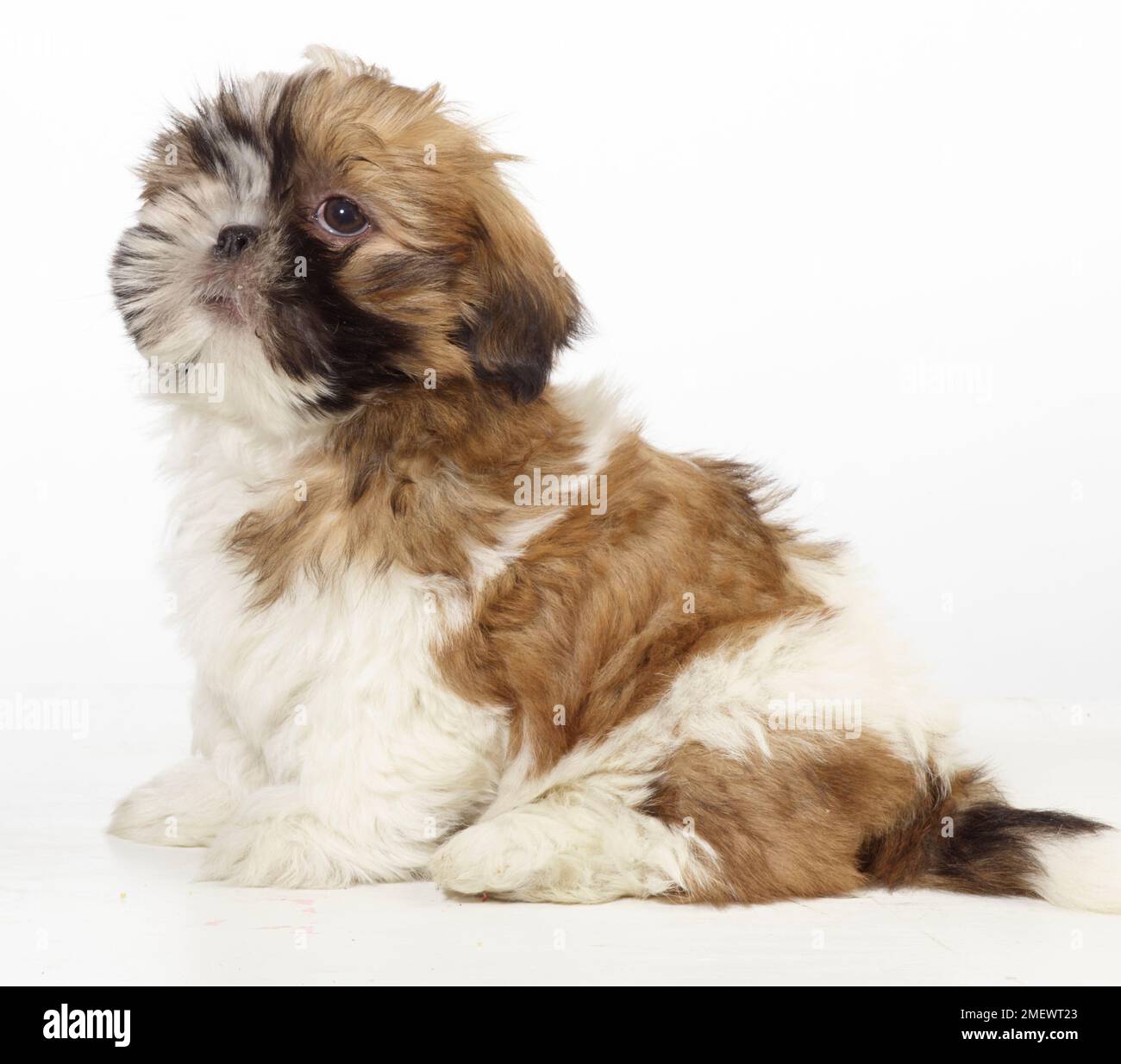 Chitsu hi-res stock photography and images - Alamy