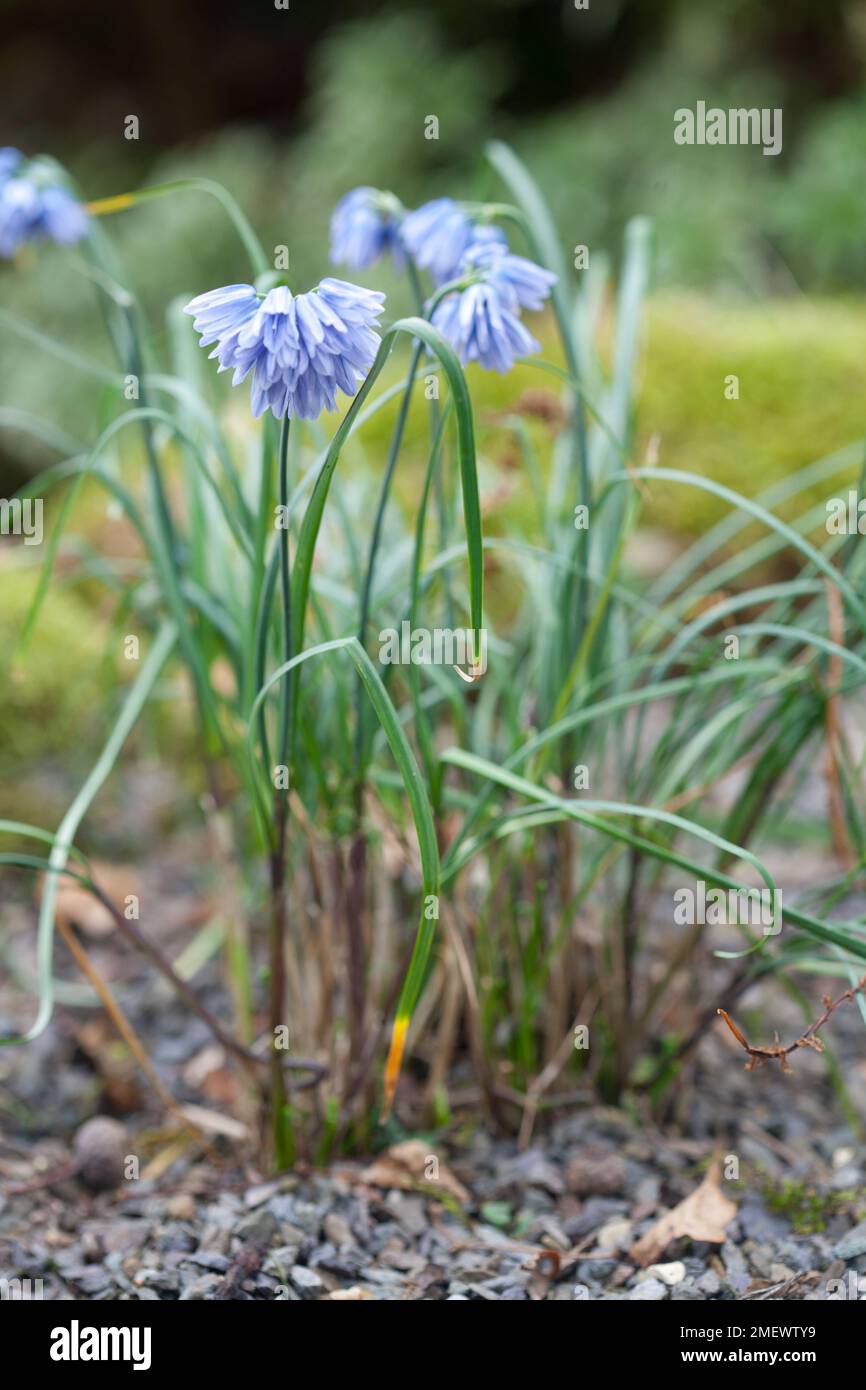 Allium beesianum Stock Photo
