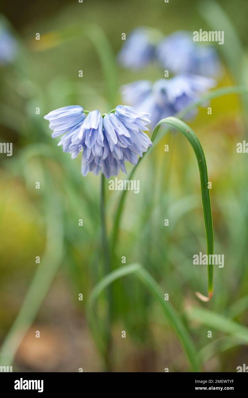Allium beesianum Stock Photo