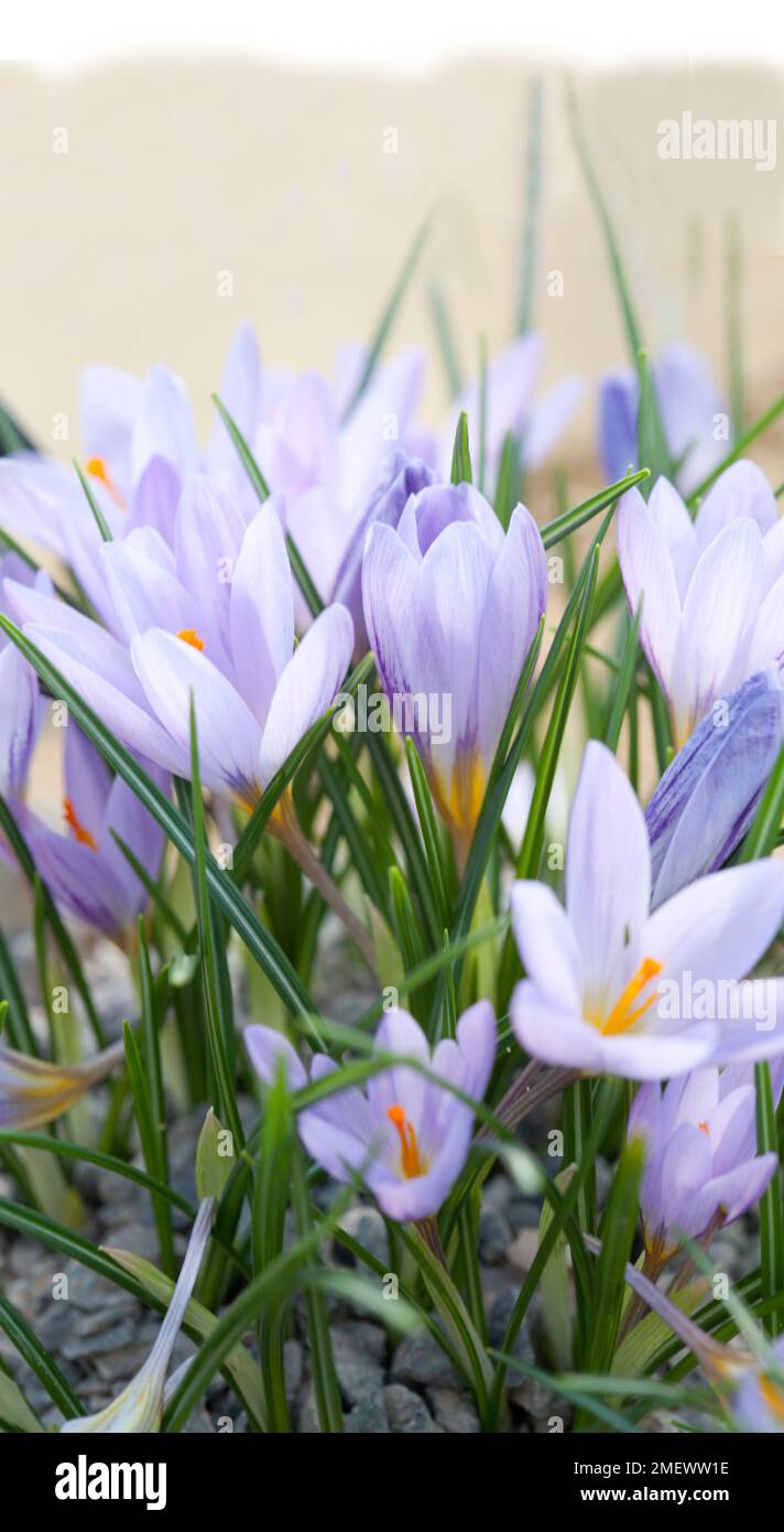 Crocus flavus subsp. flavus Stock Photo