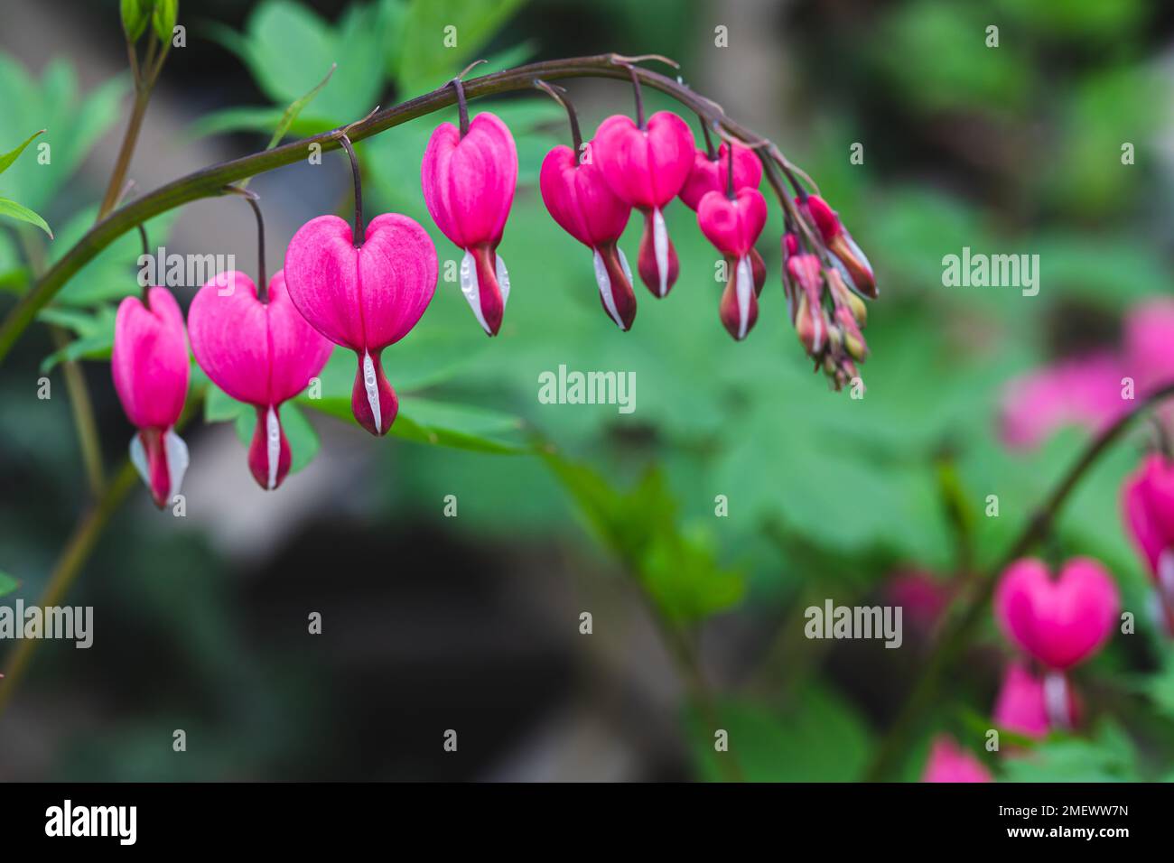 Dicentra spectabilis (Lamprocapnos) - bleeding heart. Asian bleeding-heart. Dicentra formosa blooming in the garden, Nature floral background. Stock Photo