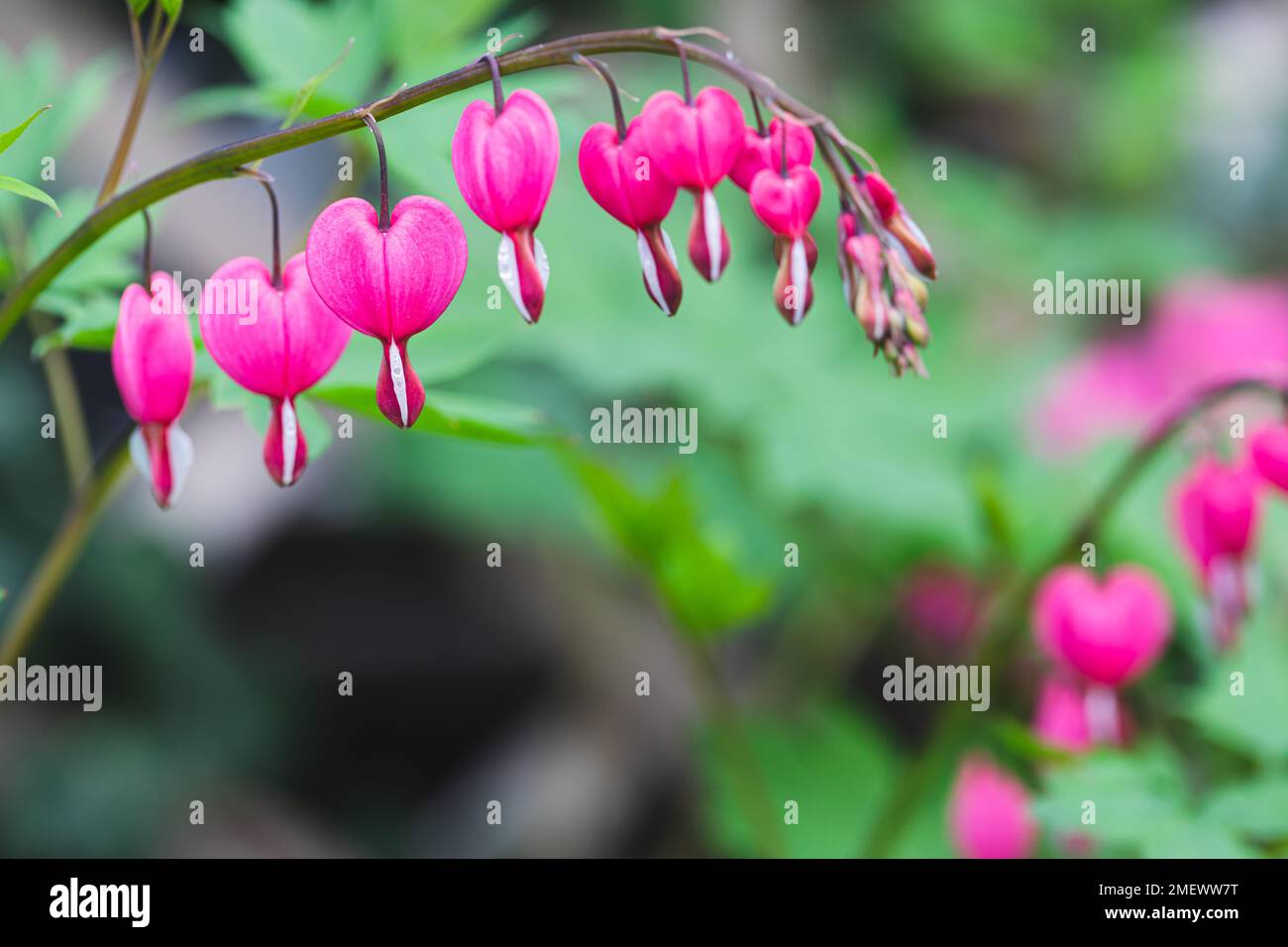 Dicentra spectabilis (Lamprocapnos) - bleeding heart. Asian bleeding-heart. Dicentra formosa blooming in the garden, Nature floral background. Stock Photo