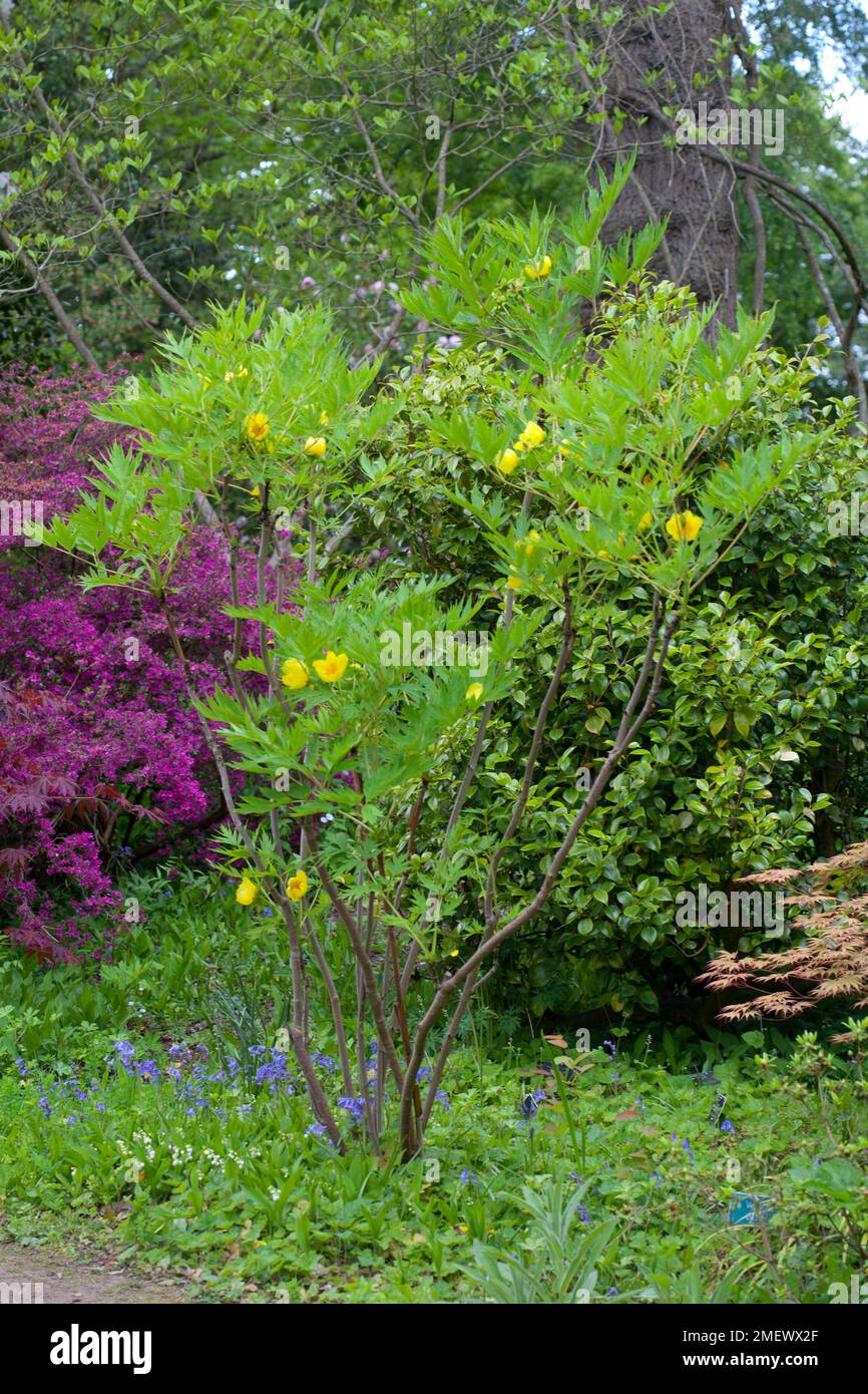 Paeonia delavayi var delavayi f lutea hires stock photography and