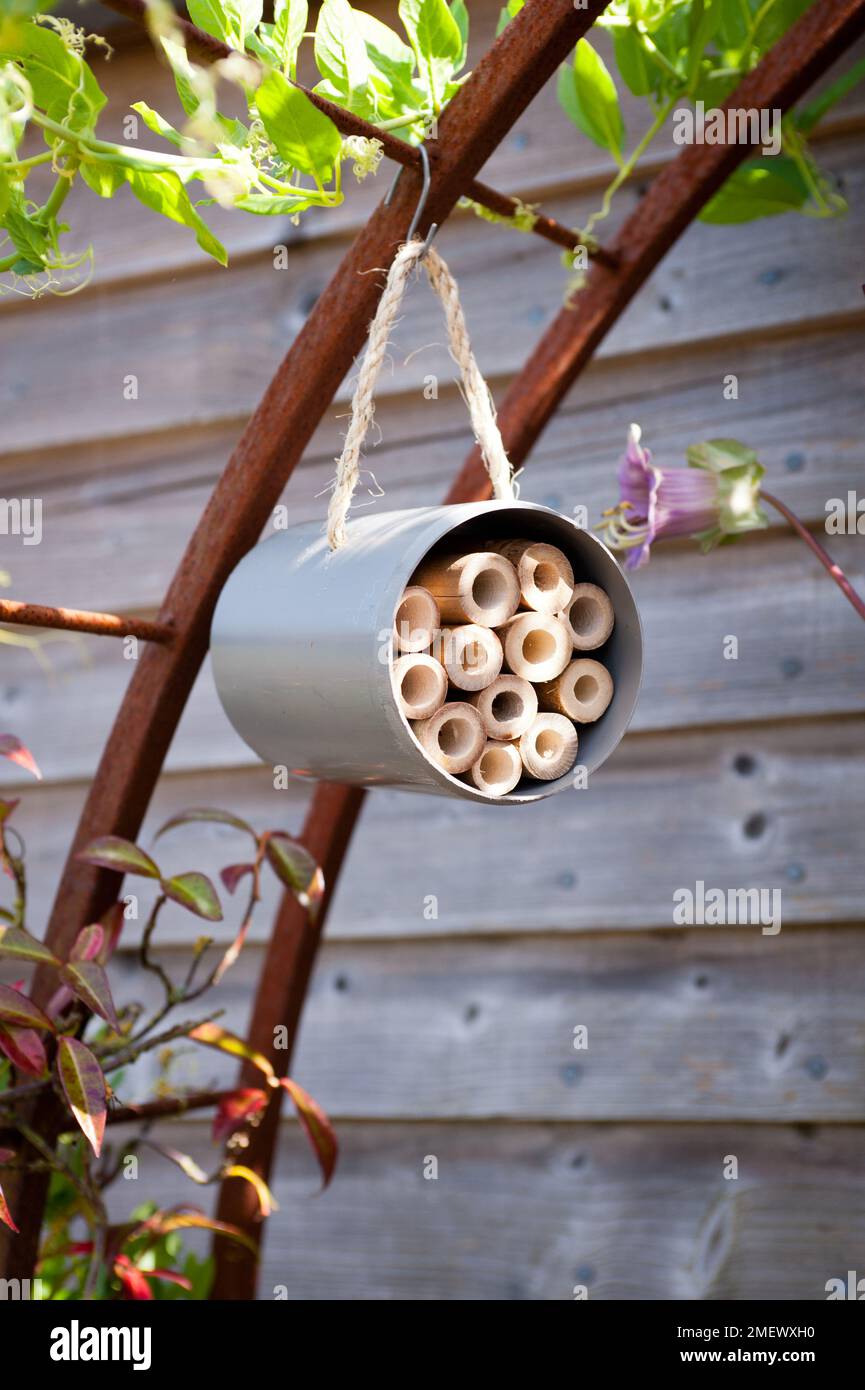 Bee Hotel - Drainpipe Stock Photo