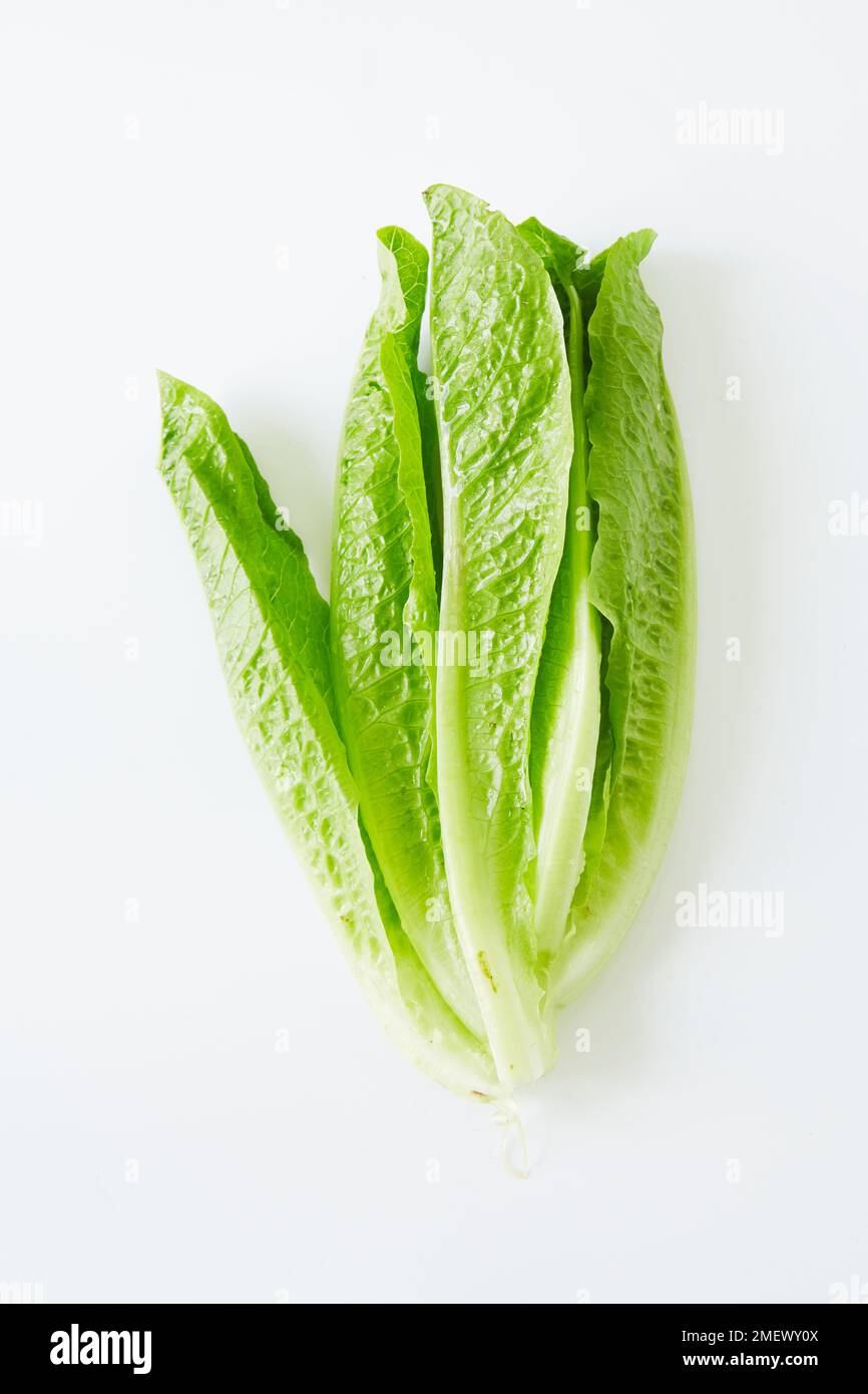 Cos lettuce on white background Stock Photo Alamy