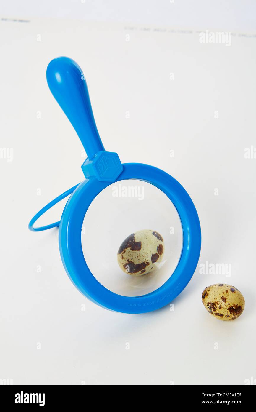 Blue magnifying glass next to a bird egg Stock Photo - Alamy