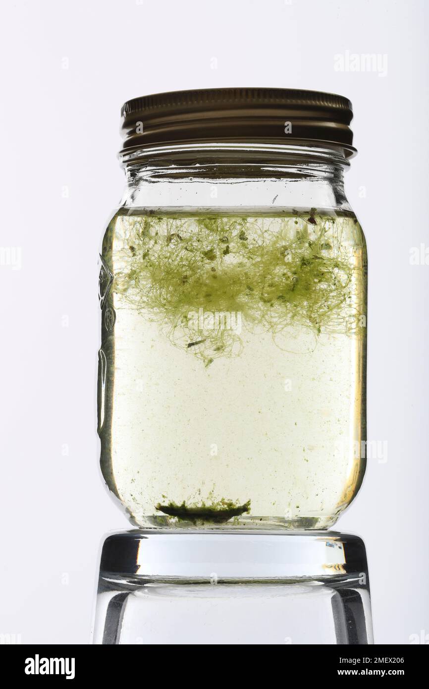 Plant pond life in a glass jar Stock Photo - Alamy