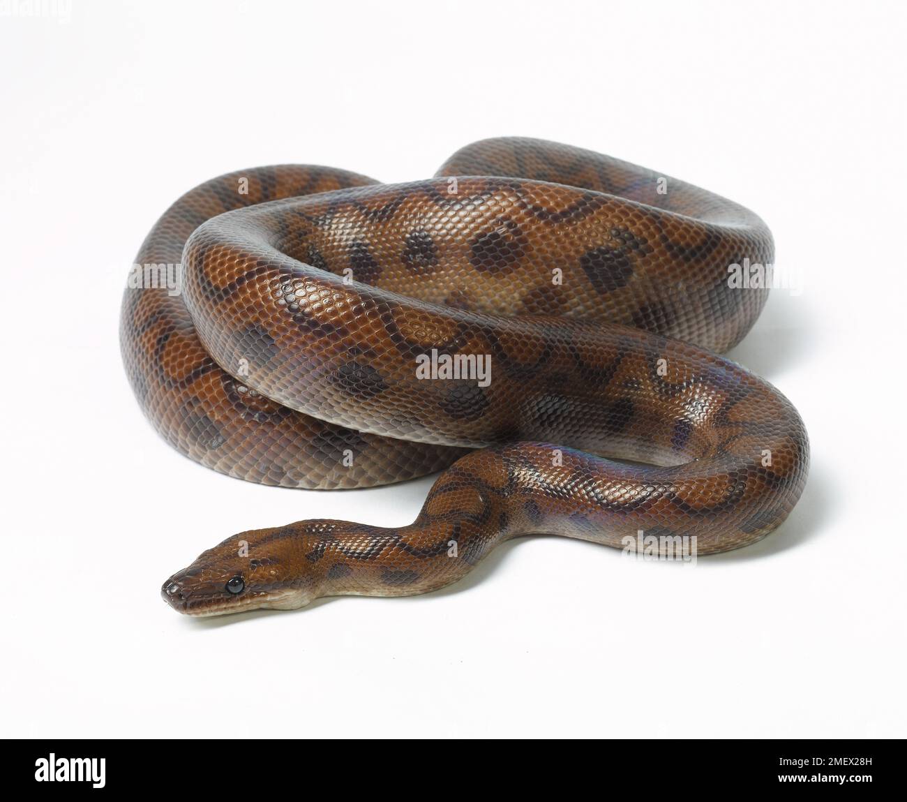 Rainbow boa, snake Stock Photo