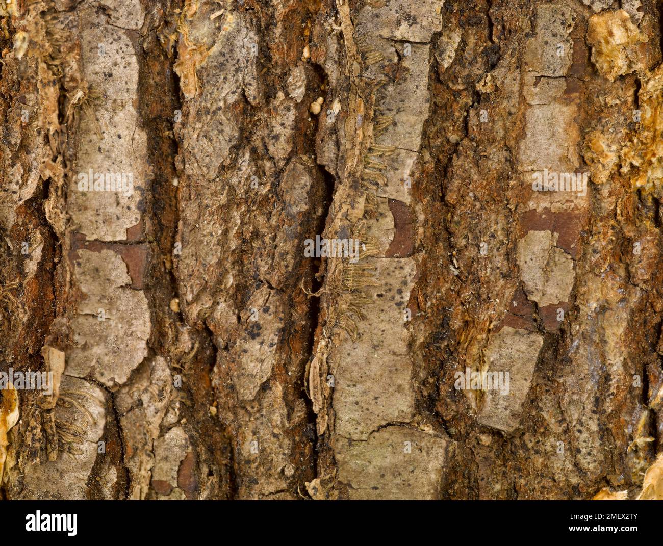 Oak tree (Quercus) outer bark Stock Photo
