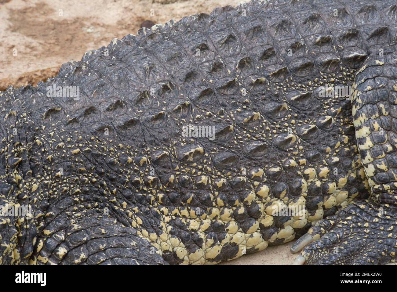 siamese crocodile crocodylus siamensis Stock Photo