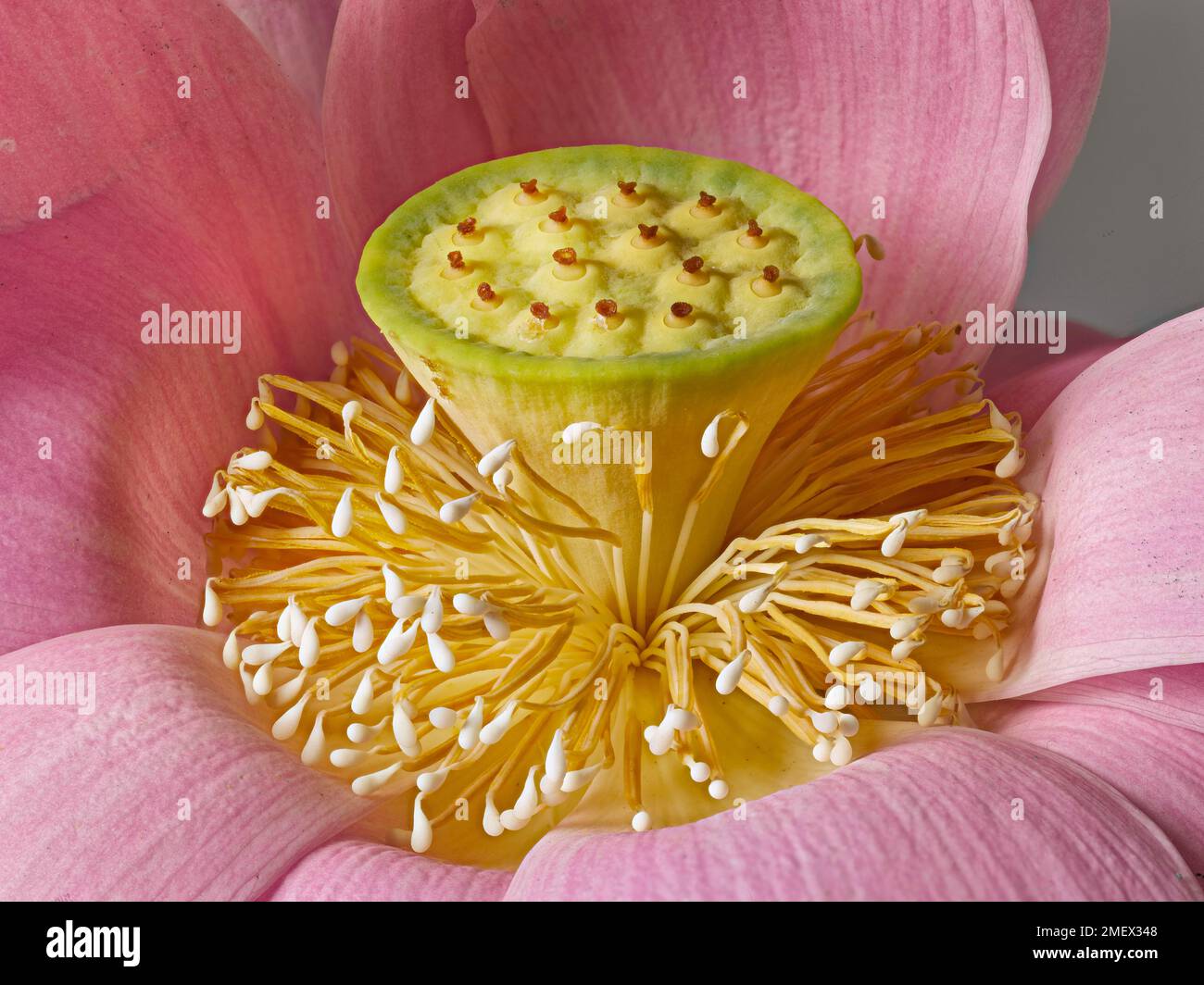 Lotus (Nelumbo sp) flower detail showing stamens at centre Stock Photo