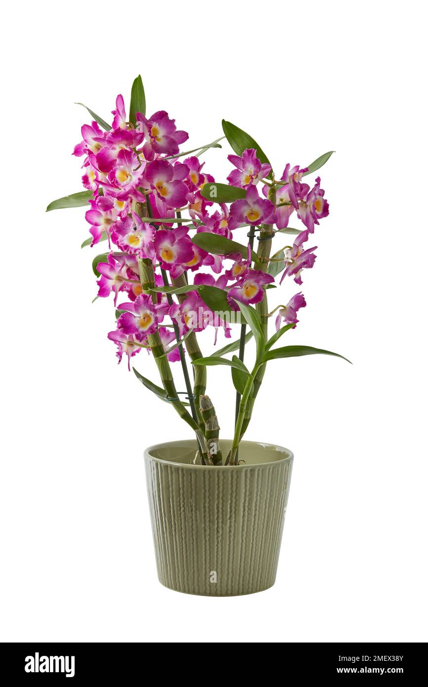 Orchid dendrobium nobile hi-res stock photography and images - Page 2 -  Alamy