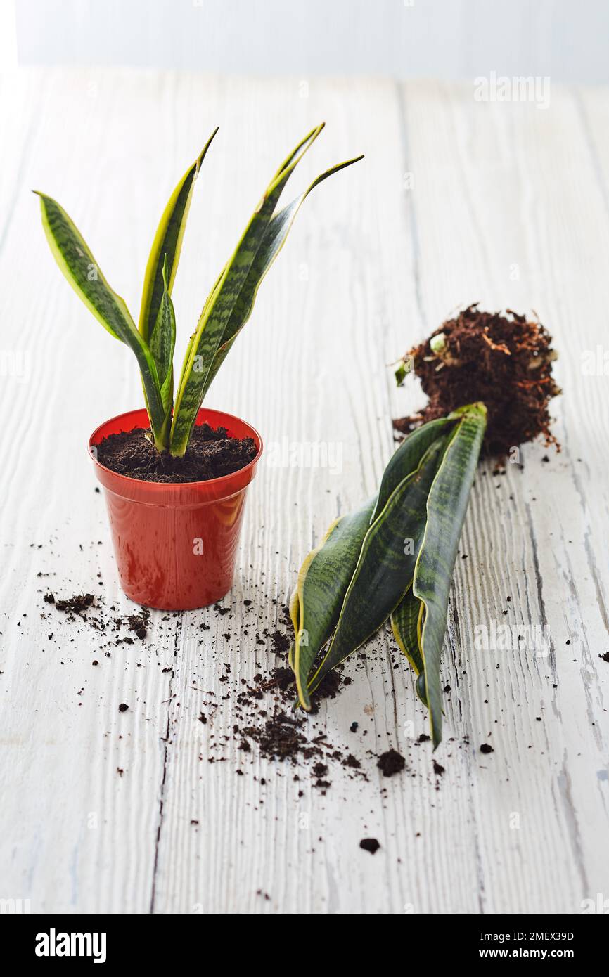 How to divide a plant, two plants Stock Photo Alamy