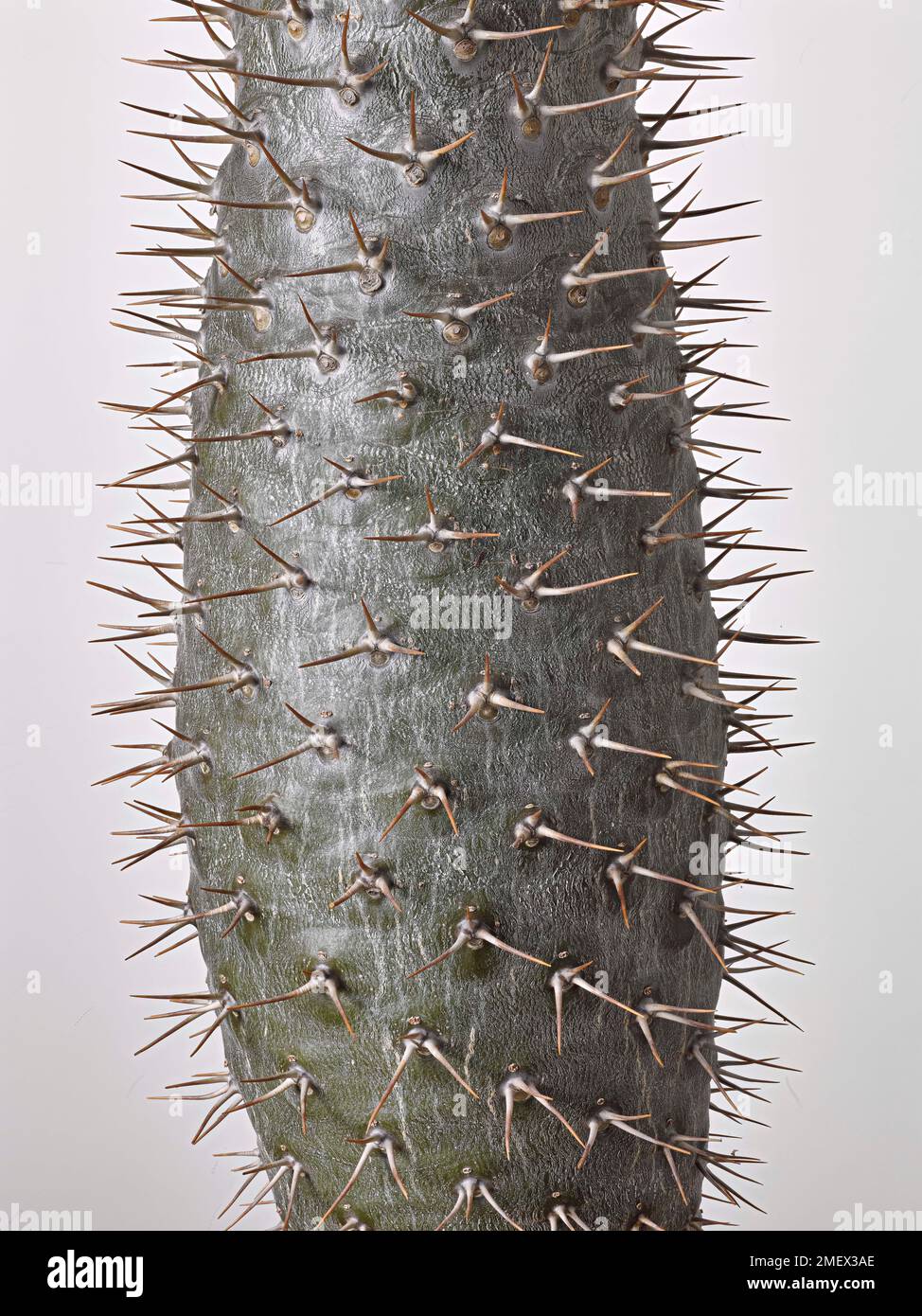 Pachypodium lamerei (Madagascar palm) succulent plant with a silvery grey trunk covered in sharp spines Stock Photo