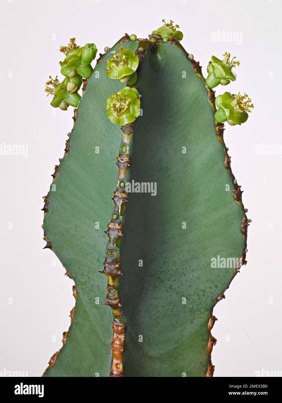 Euphorbia fortissima succulent stem with spiny margins and flowers Stock Photo