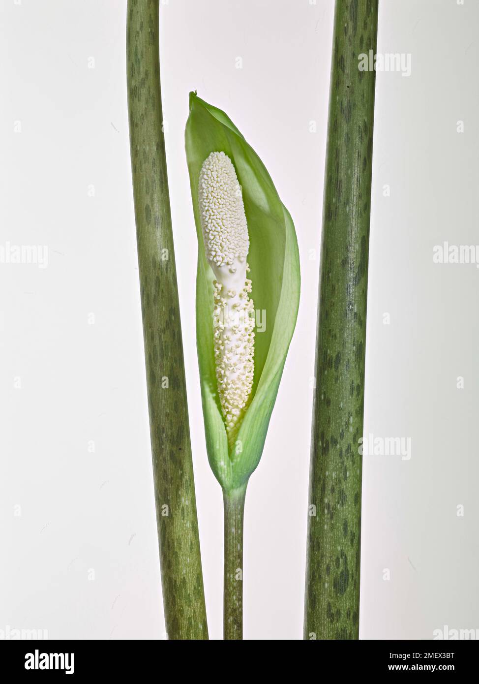 Amorphophallus lacourii inflorescence Stock Photo