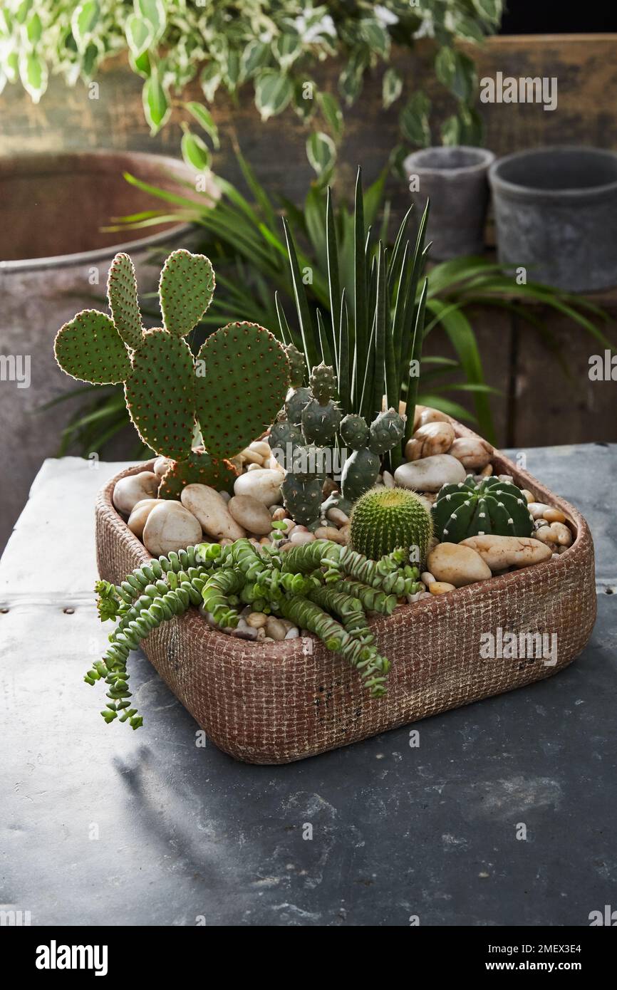 Cactus composition hi-res stock photography and images - Alamy