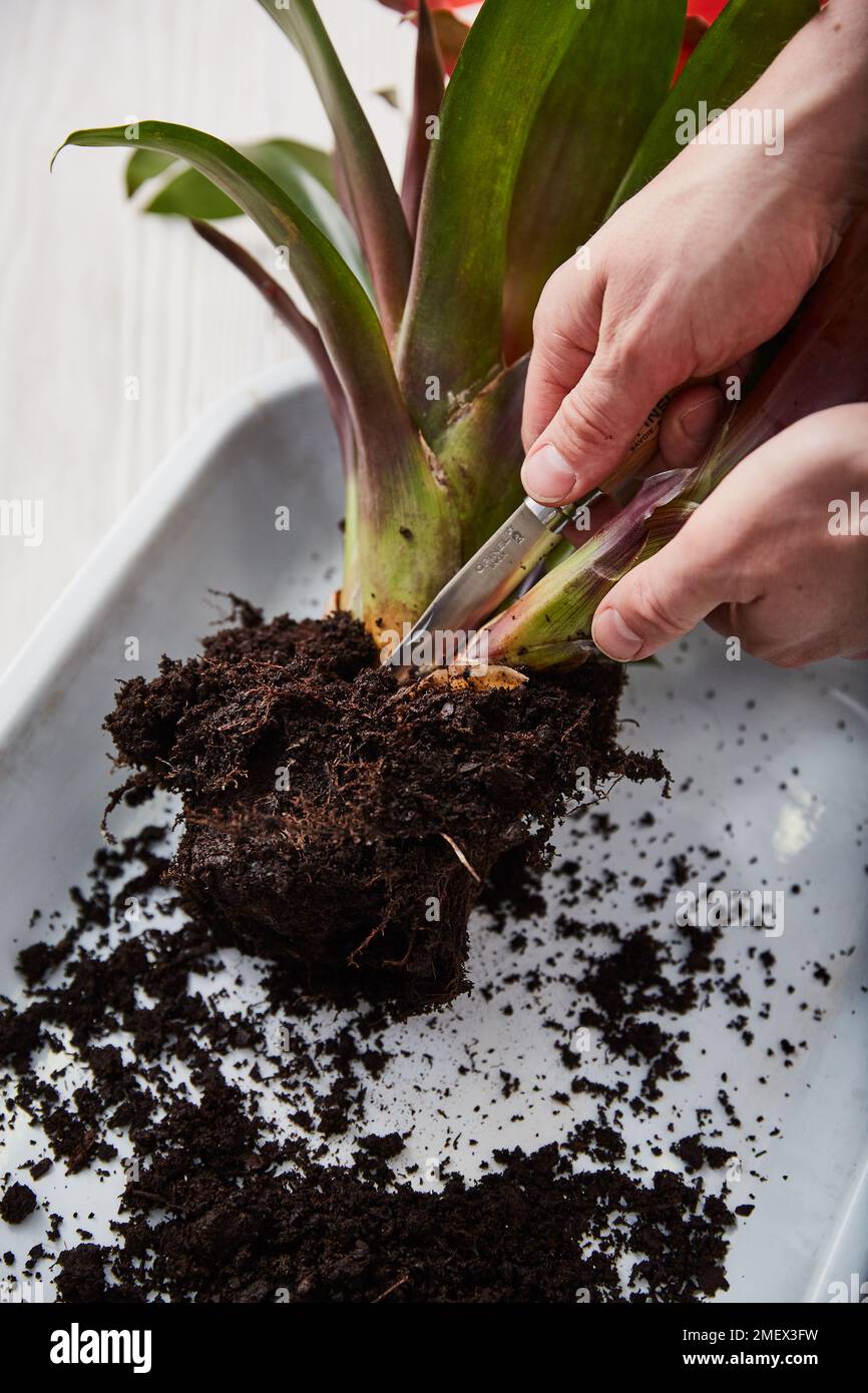 Propagating Bromeliad offsets, removing offset Stock Photo
