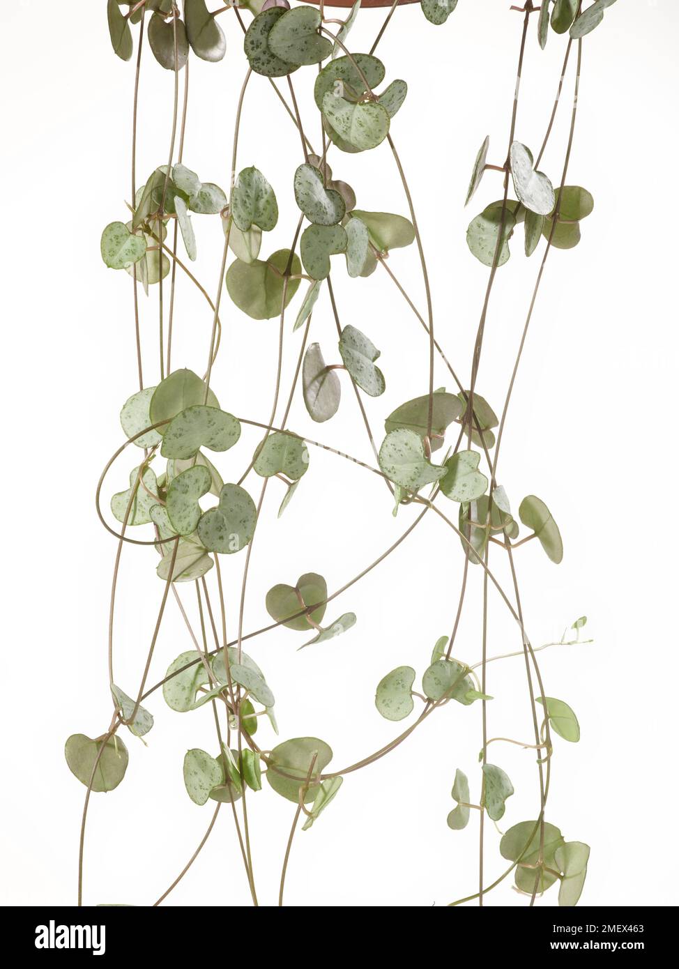 Ceropegia woodii (string of hearts Stock Photo Alamy