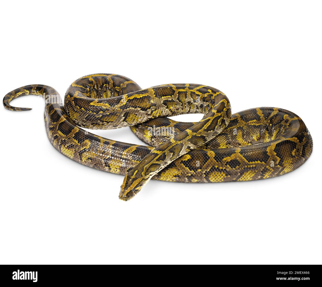 Burmese python hi-res stock photography and images - Alamy