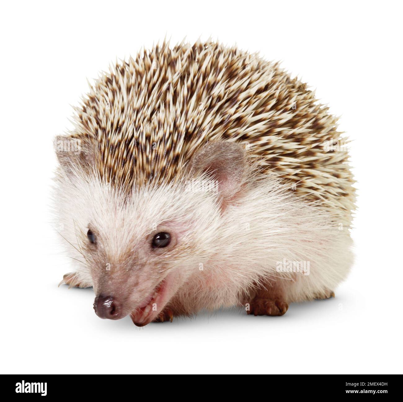 South African Pygmy hedgehog, Adult Stock Photo Alamy