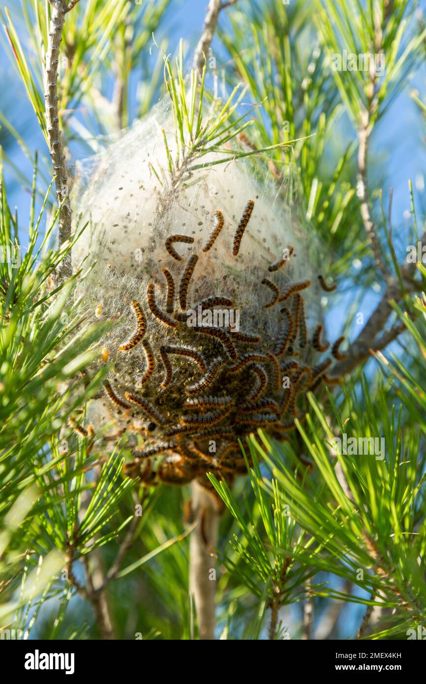 Close up of the nest of the pine processionary caterpillar with