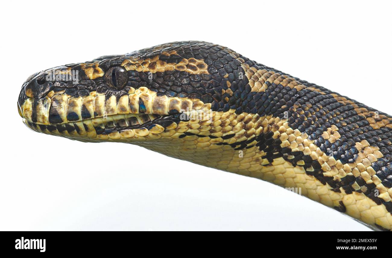 Carpet python white background hi-res stock photography and images - Alamy