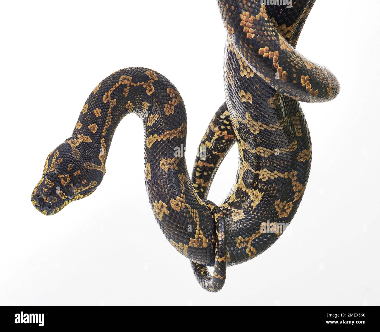 Carpet python white background hi-res stock photography and images - Alamy