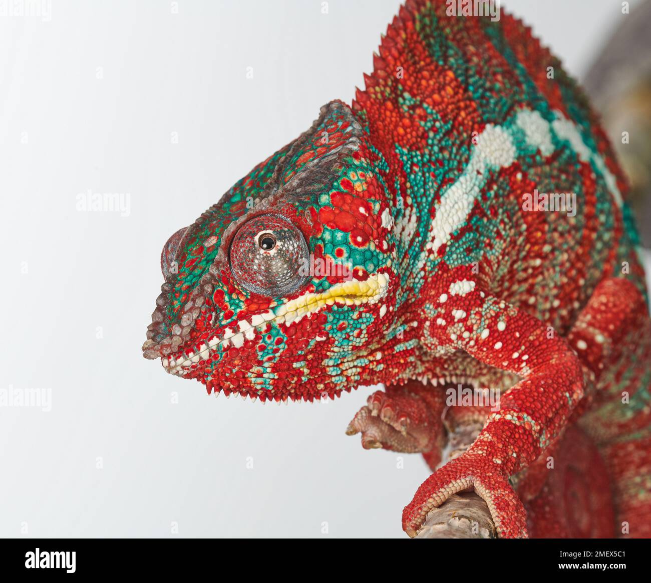 Panther chameleon, Furcifer pardalis, head close-up with independently swivelling eyes Stock Photo