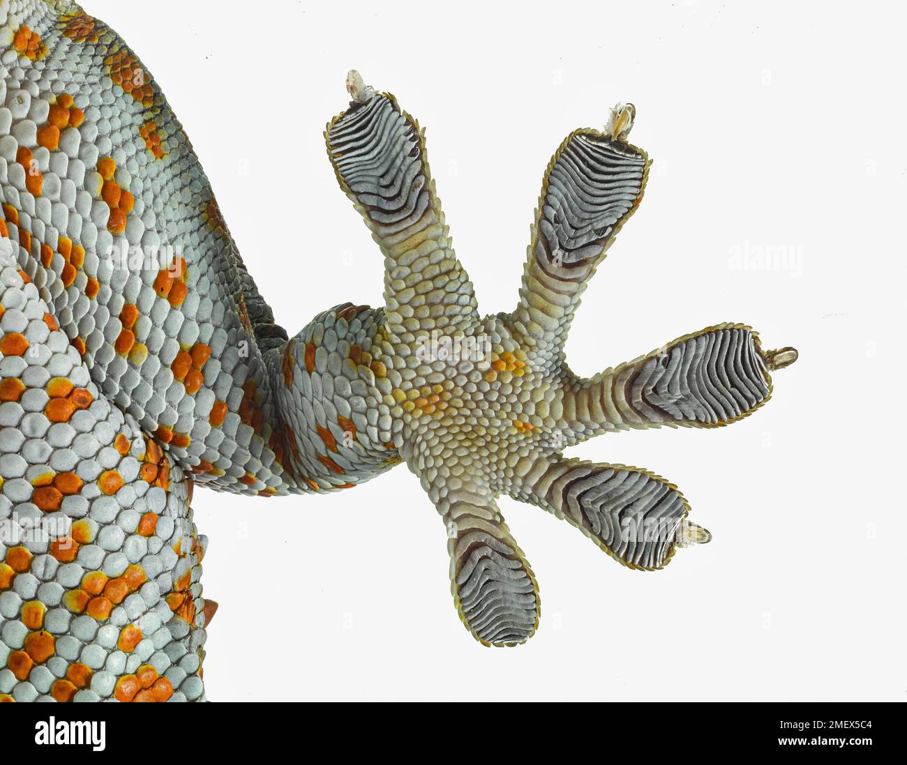 Tokay gecko, Gekko gecko, climbing glass, from below, close-up of foot with sticky toe pads Stock Photo