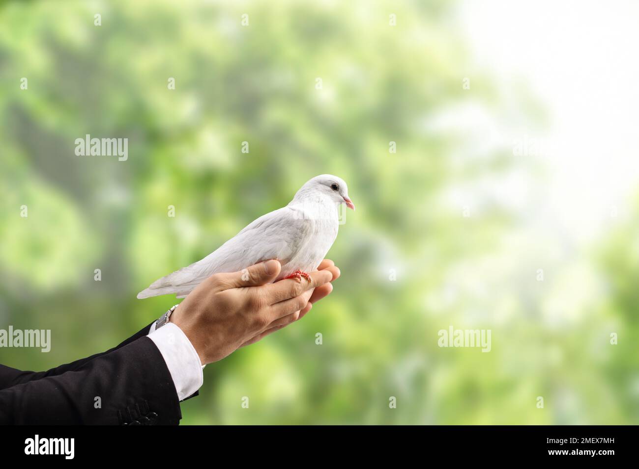 Male hand holding a white dove in a park with trees in the background Stock Photo