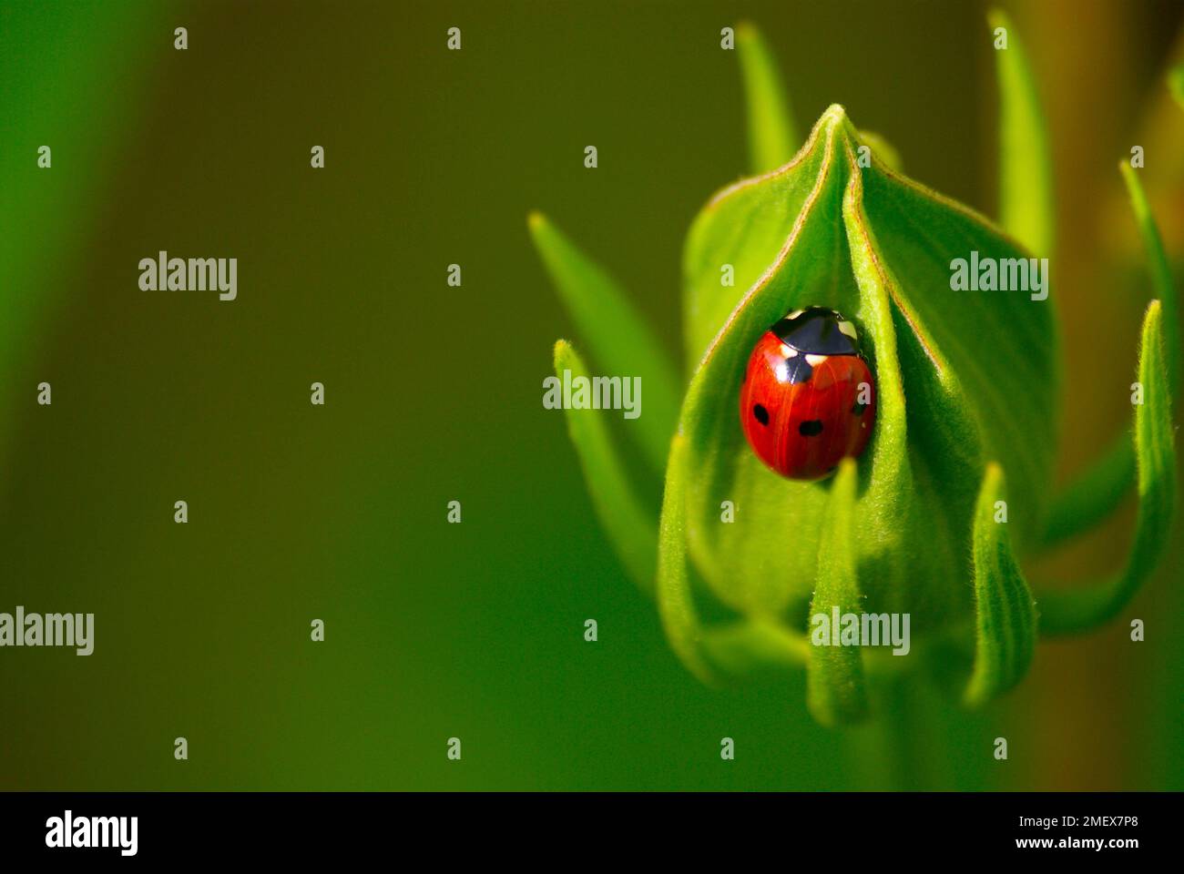 Ladybug  on a peony bud resting in the sunlight Stock Photo