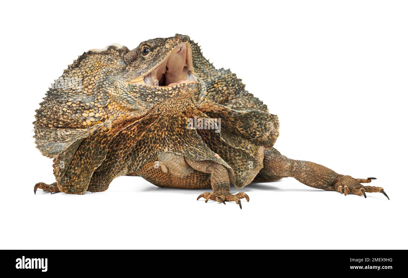 Frilled lizard, Chlamydosaurus kingii Stock Photo