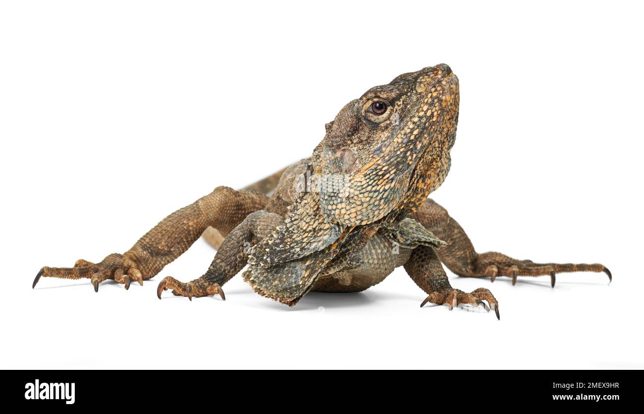 Frilled lizard, Chlamydosaurus kingii Stock Photo