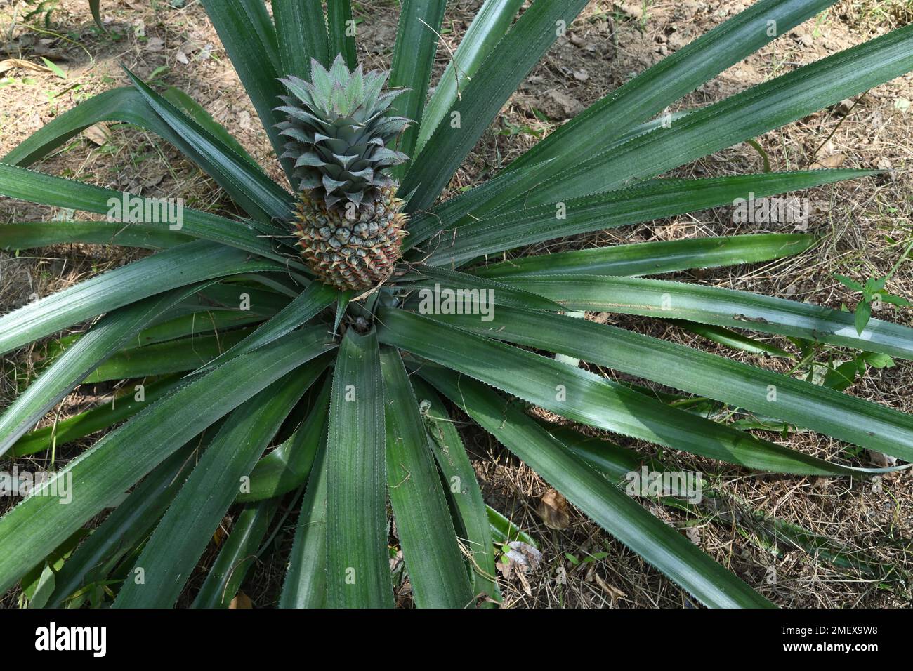 High angle view of a Pineapple plant (Ananas Comosus) with growing immature pineapple fruit at the recently weeds removed pineapple plantation Stock Photo