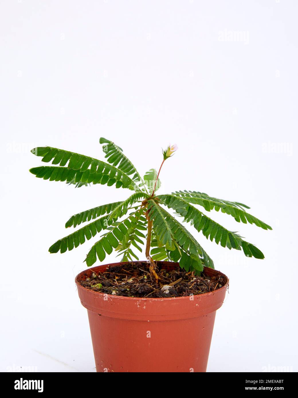 Mimosa Pudica Sensitiveplant Stock Photo Alamy