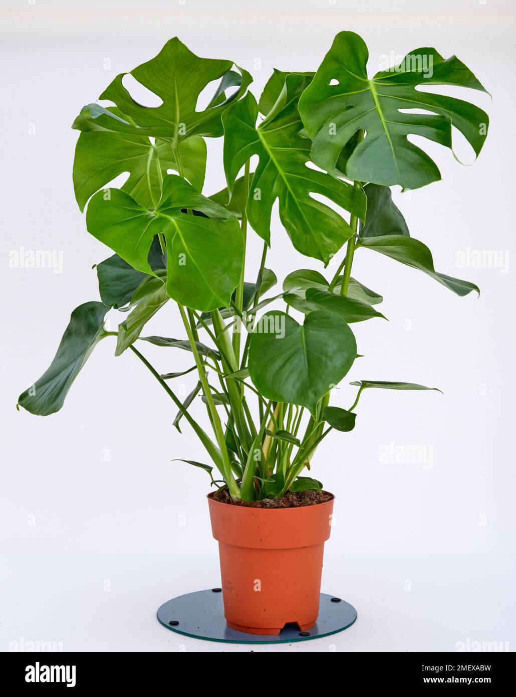 Monstera Deliciosa Swiss Cheese Plant Stock Photo Alamy