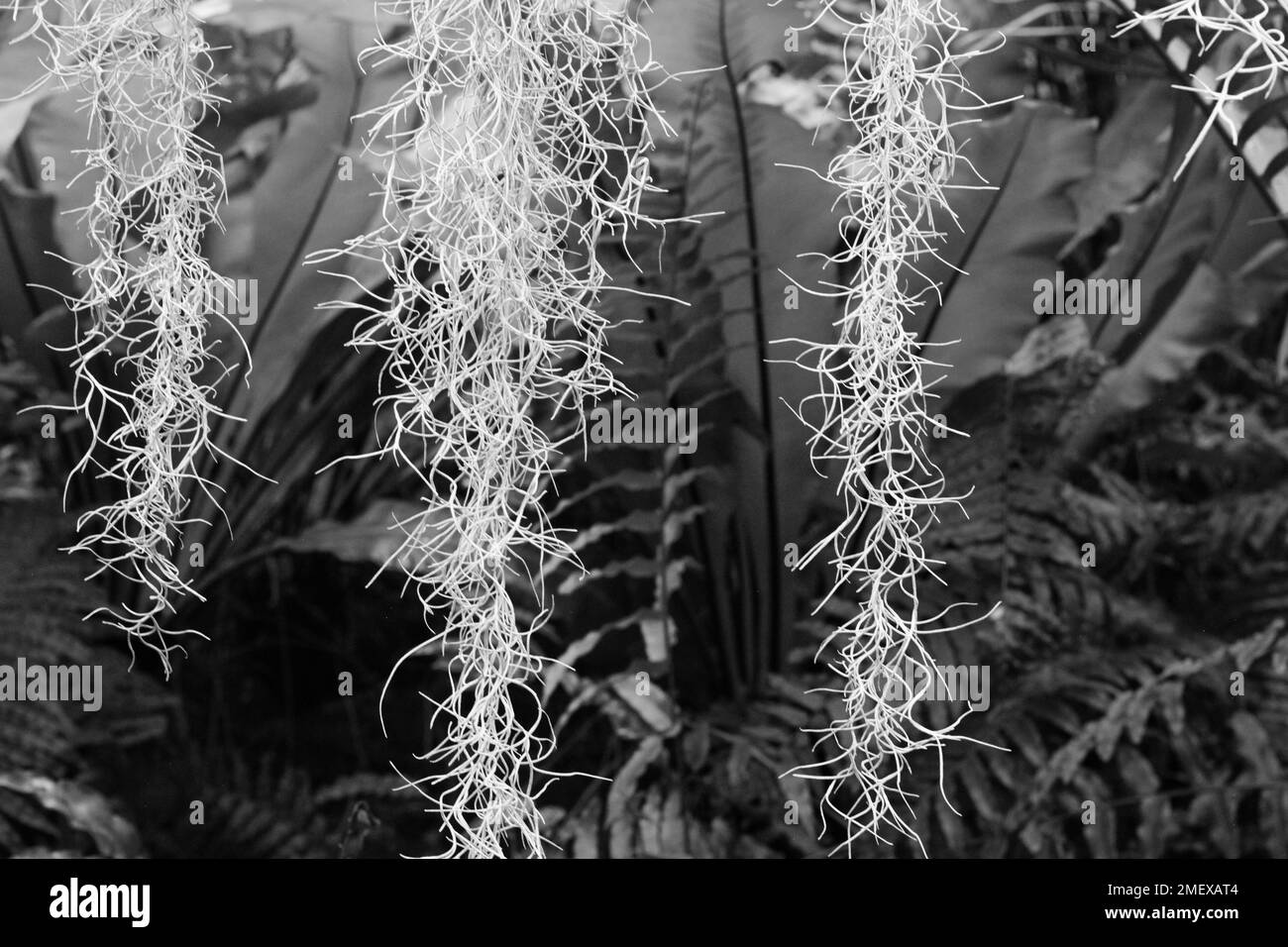 Locks of natural Spanish moss hanging in the jungle in a black and