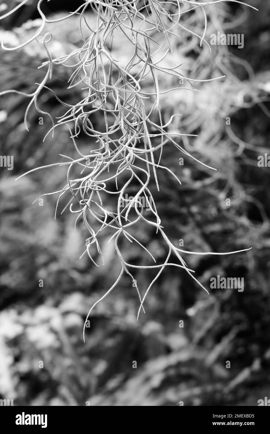 Locks of natural Spanish moss hanging in the jungle in a black and