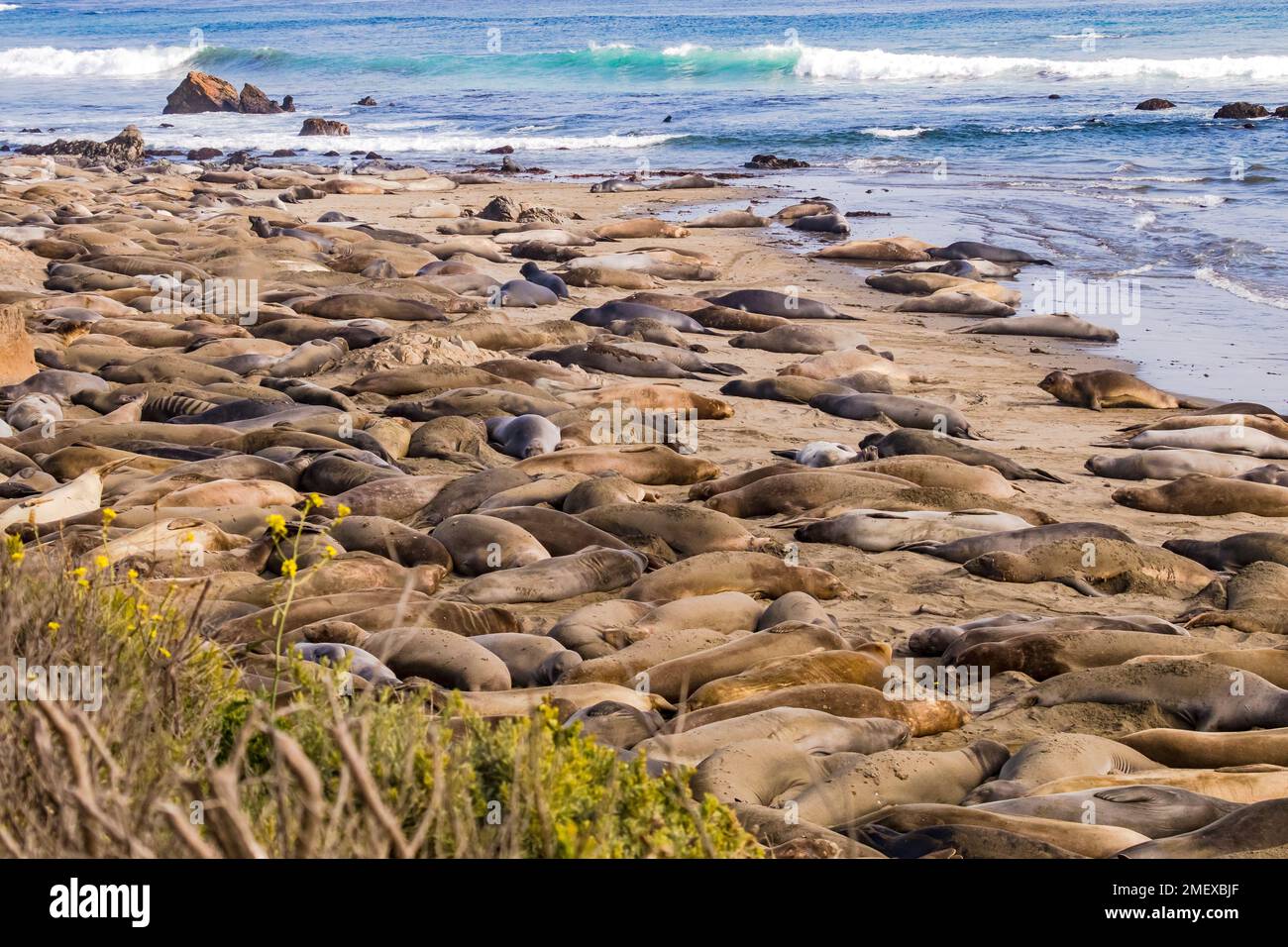 The colony of elephant seals at Elephant Seal Vista Point viewpoint near San Simeon on Highway Number One, California, USA West Stock Photo